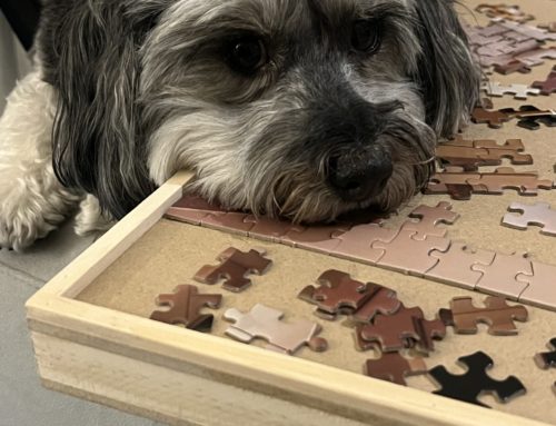 Puzzles and creating your future